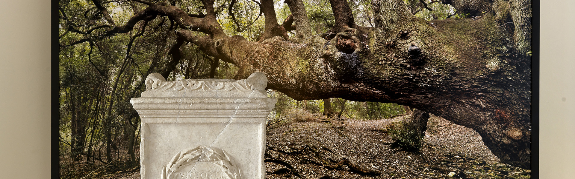 Bosco di Castelporziano